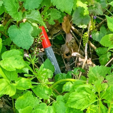 Im Gebüsch versteckt sich ein roter Textmarker.
